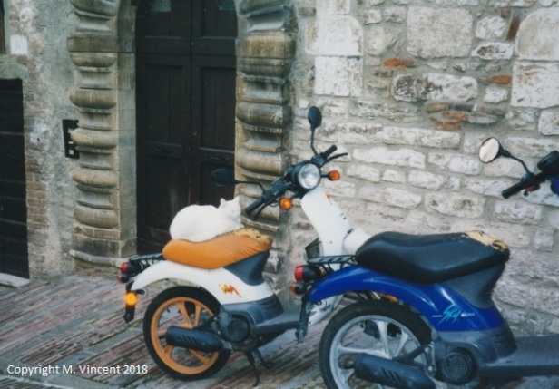 Gubbio motorcycle cat (640x446)